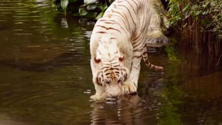 Joe Exotic - I Saw a Tiger Original (Official Music Video)