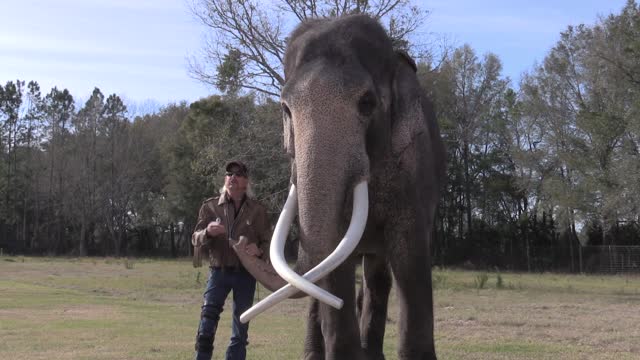 Joe Exotic - 96 Elephants (Official Music Video)