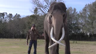 Joe Exotic - 96 Elephants (Official Music Video)