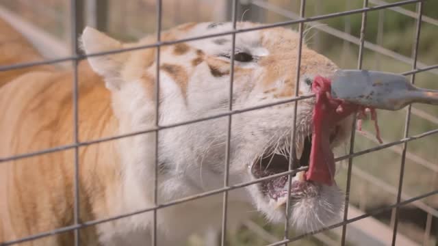 Joe Exotic - Here Kitty Kitty (Official Music Video)