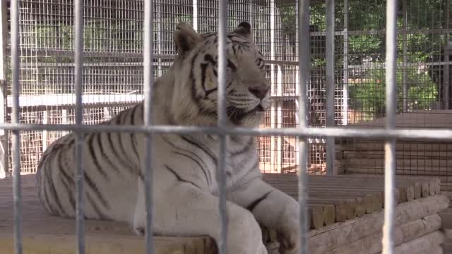 Joe Exotic Yesterday and Today Episode 3