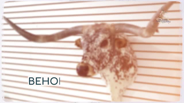 Texas Longhorn Steer Taxidermy Shoulder Mount