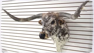 Texas Longhorn Steer Taxidermy Shoulder Mount