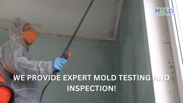 Mold Testing and amp Mold Removal