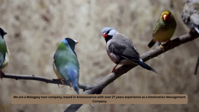 Madagascar birding package