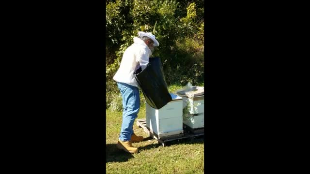 package bees for sale near me