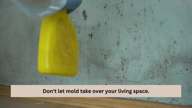 Mold remediation Miami Beach