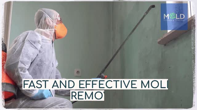 Mold removal companies Los Angeles