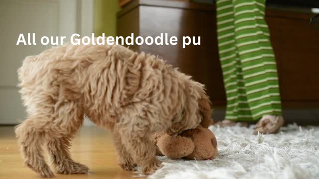Welcome to goldendoodle puppies for sale