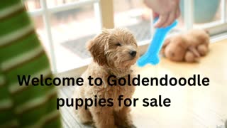 Welcome to goldendoodle puppies for sale