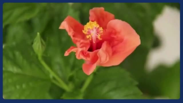 ayurvedic practitioner