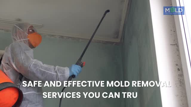 Mold Testing Los Angeles