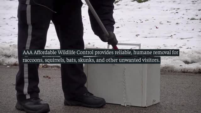 Affordable Squirrel Rmoval Toronto Affordable Raccoon Removal Toronto