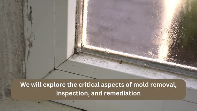 Mold removal miami FL