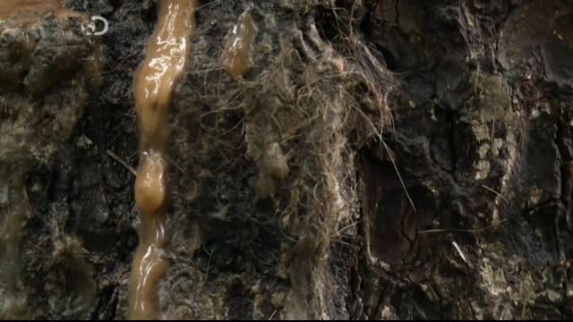 Alaskan.Bush.People.S03E12.FRENCH.HDTV.x264-COLL3CTiF