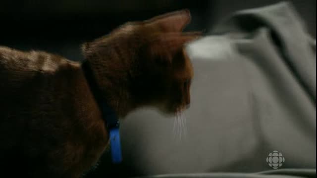 S02E07.Trauma.HDTV.XViD-APW