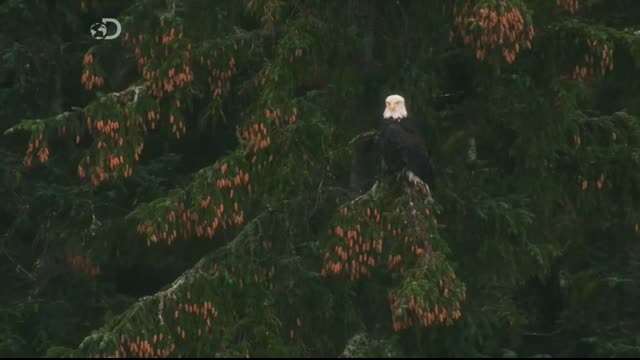 Alaskan.Bush.People.S04E05.FRENCH.HDTV.x264-COLL3CTiF