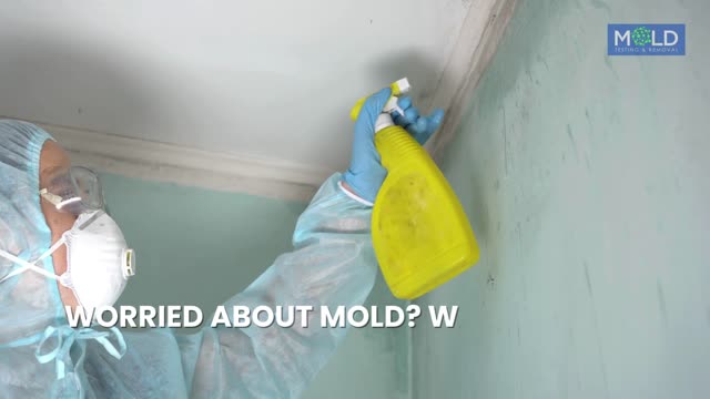 Mold Testing and Mold Removal - Mold Removal Miami, Miami Mold Removal