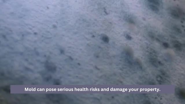 Ensure Your Home's Safety- Professional Mold Testing in Los Angeles