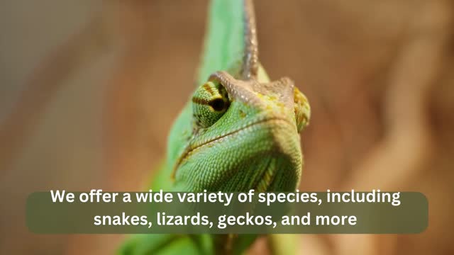 bearded dragon for sale