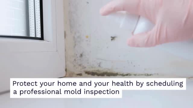 Mold inspection Los Angeles
