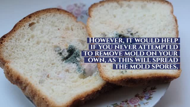 ASAP MOLD TESTING ENCINO