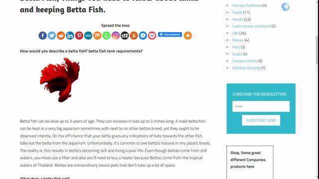 Betta Fish Things You need to Know about tanks and keeping Betta Fish