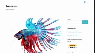 Betta Fish Things You need to Know about tanks and keeping Betta Fish