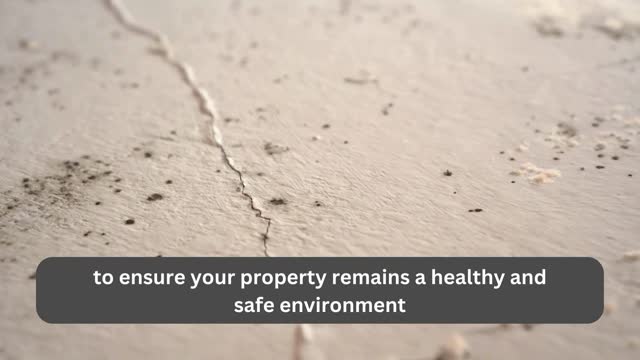 Miami mold inspection service