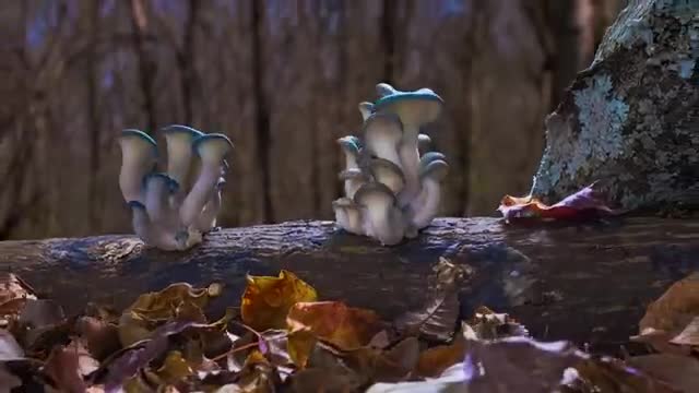 Fantastic Fungi Official Film Trailer - Moving Art by Louie Schwartzberg
