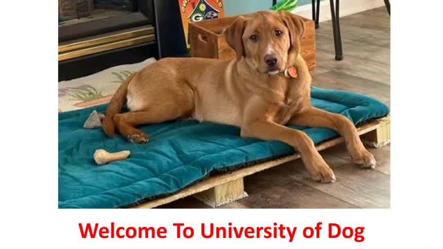 University of Dog - Expert Puppy Training Classes in Harbeson, DE