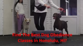 Alpha K-9 Dog Training - Dog Obedience Classes in Honolulu, HI