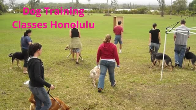Alpha K-9 Dog Training Classes in Honolulu, HI | 96782