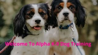 Alpha K-9 Dog Training Classes in Honolulu, HI | 96782