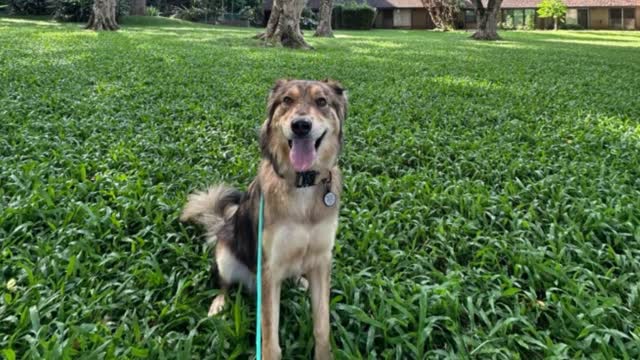 Alpha K-9 Affordable Dog Training in Honolulu, HI