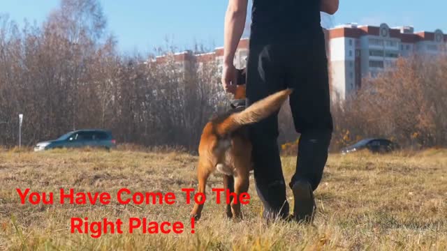 Alpha K-9 Private Dog Training in Honolulu