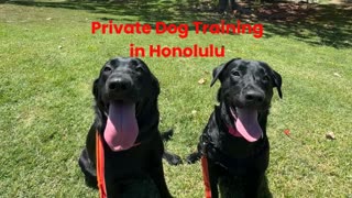 Alpha K-9 Private Dog Training in Honolulu