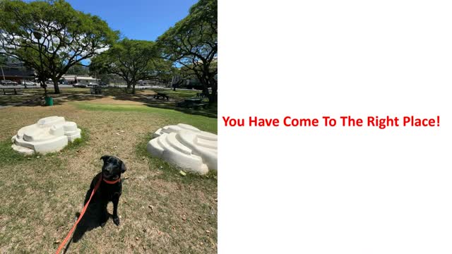 Alpha K-9 | Advanced Dog Training in Honolulu, HI