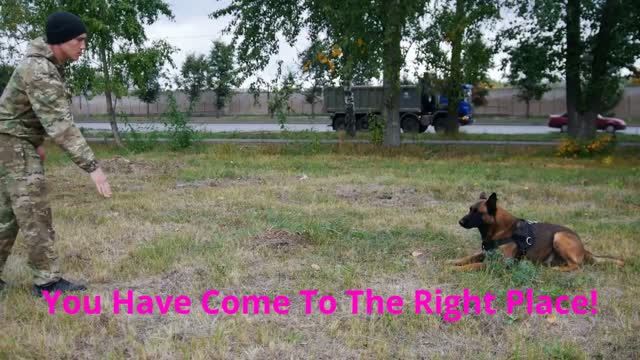 Alpha K-9 Dog Training in Honolulu, HI