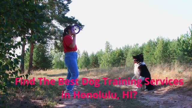 Alpha K-9 Dog Training Services in Honolulu, HI