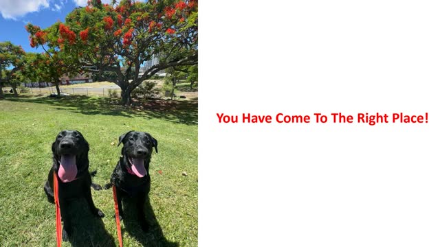 Alpha K-9 Dog Training - #1 Group Dog Training in Honolulu, HI