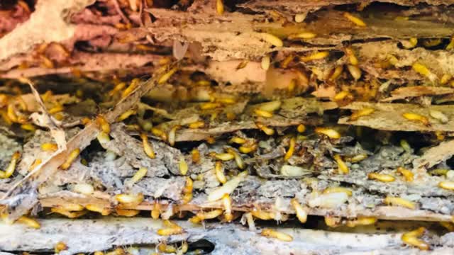 Ecola Termite Inspection in Orange County, CA | 92805