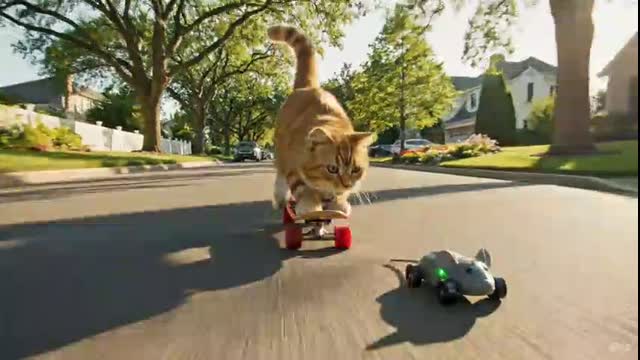 cat chasing a mouse