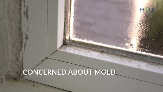 Mold Testing and MOLD REMOVAL los angeles