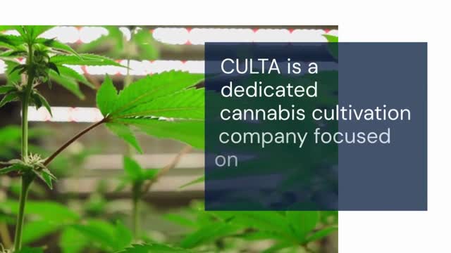 CULTA Maryland & Most Trusted Source of Premium Cannabis