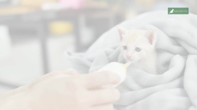 sphyne cats for sale near me