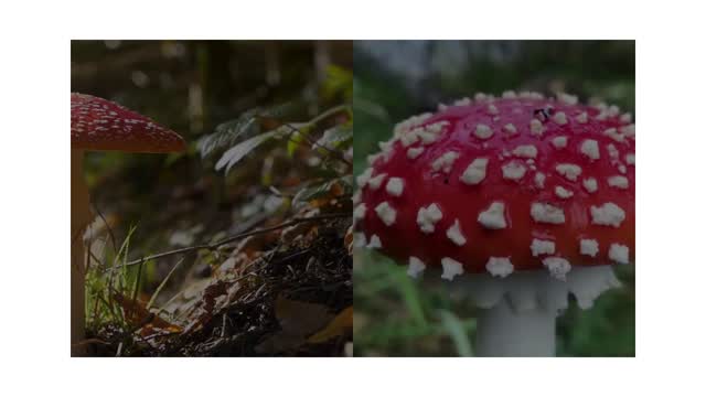 Amanita Muscaria Fly Agaric