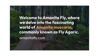 Amanita Muscaria Fly Agaric