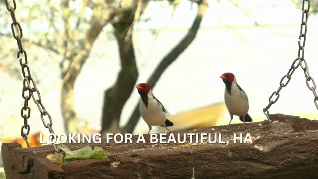 Birds for sale, Exotic birds for sale, Birds for sale near me