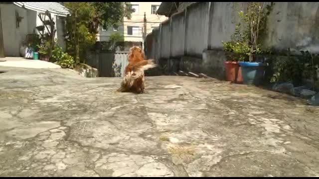 Dog, dogshow, animals, entertainment, film